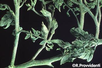 فیلودی گوجه فرنگی